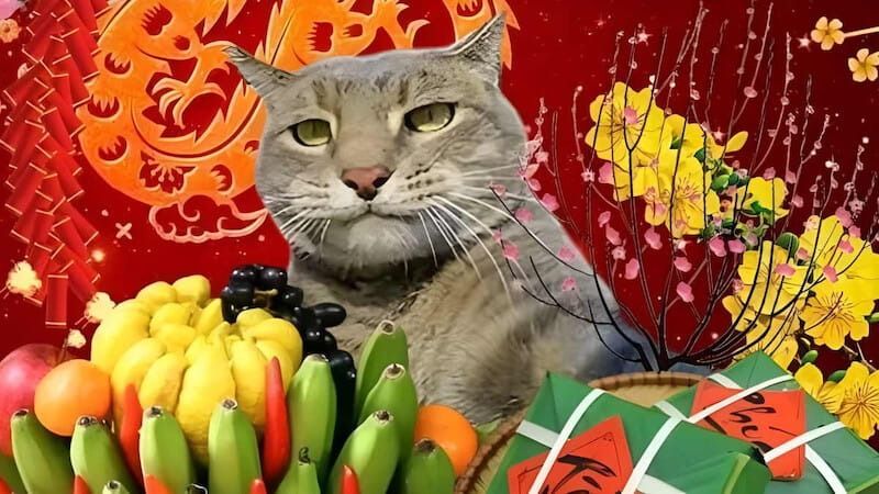 Meme Tết hình mèo