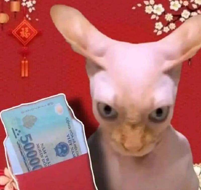 Meme Tết hình mèo