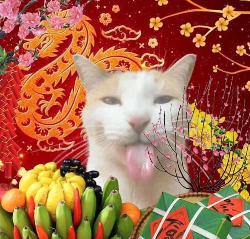 Meme Tết hình mèo
