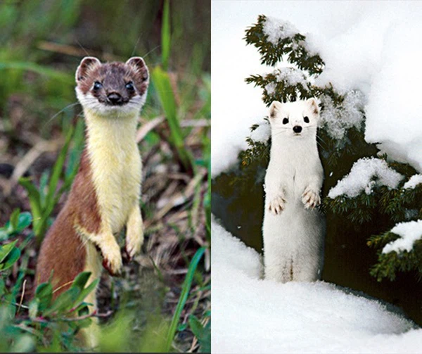 Sinh Học 12 Bài 13: Ảnh Hưởng Của Môi Trường Lên Sự Biểu Hiện Của Gen