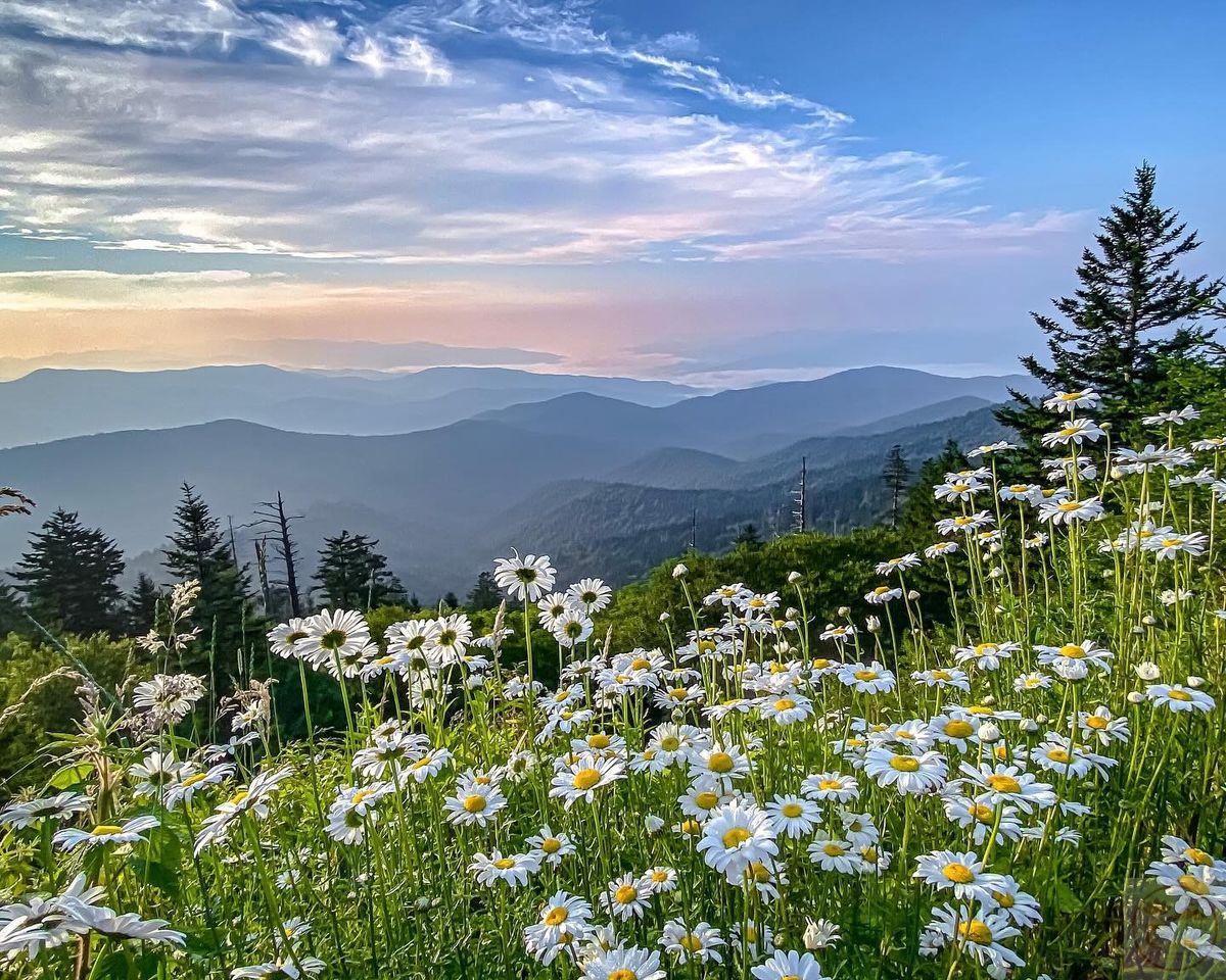 Ảnh chill thiên nhiên