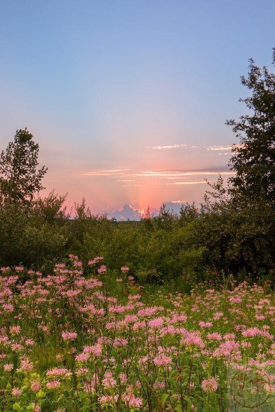 Ảnh phong cảnh chill chill