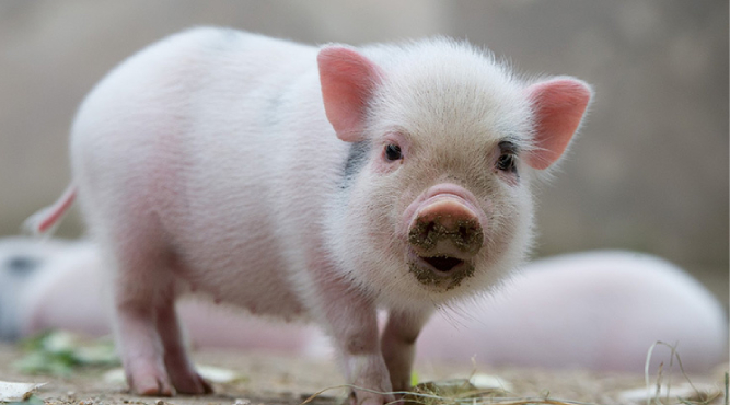 Sinh năm 1995 vào học cấp 3 năm nào