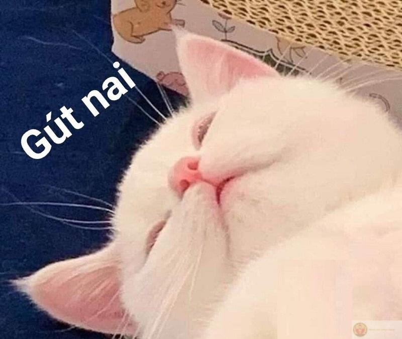 Meme mèo chúc ngủ ngon
