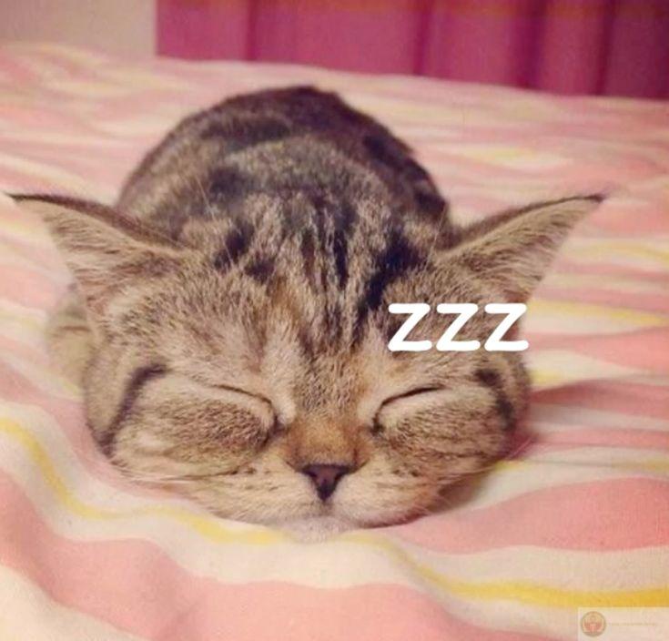 Không ai hiểu sự quyến rũ của chiếc giường bằng tôi