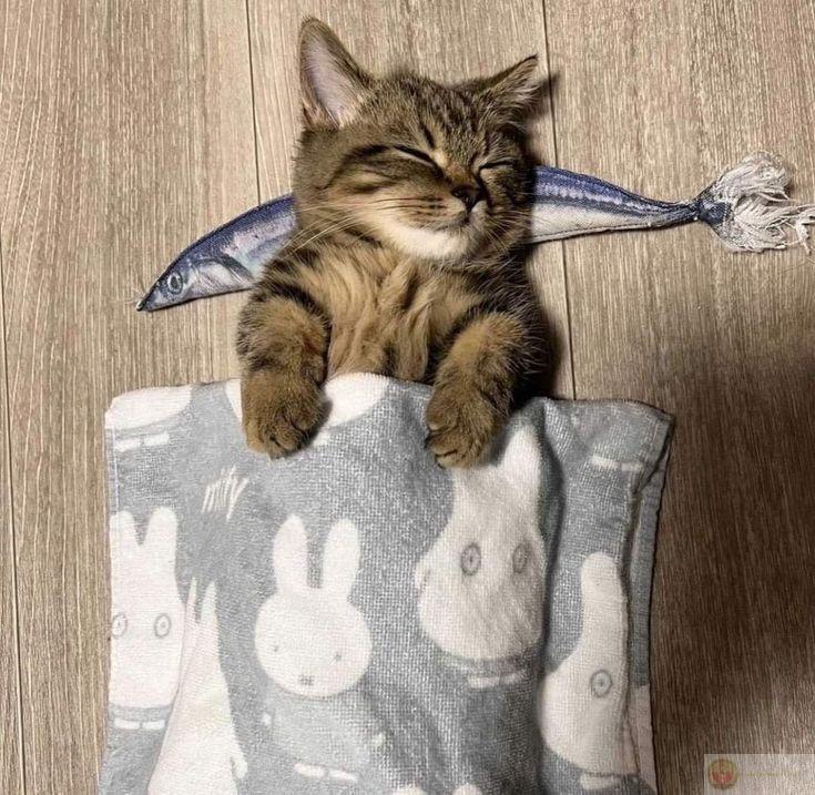 Hứa ngủ 10 phút mà chuông báo reo ba lần