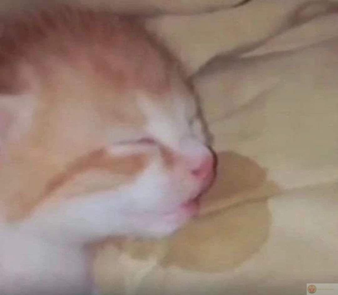 Giấc ngủ trưa biến thành giấc ngủ tối