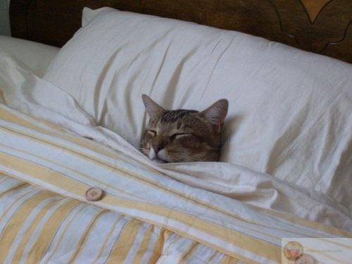 Càng ngủ càng buồn ngủ, không hiểu vì sao