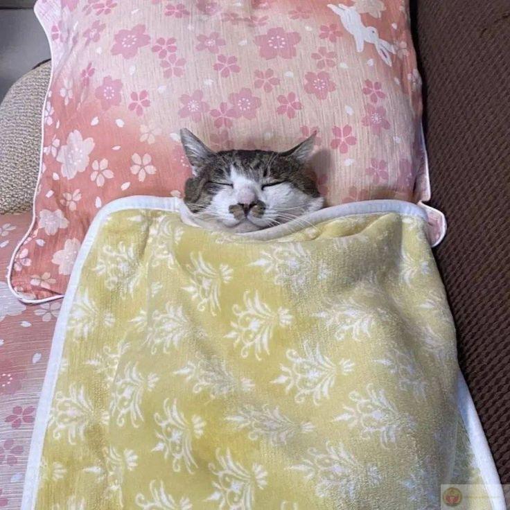 Tư thế ngủ không giống ai, vẫn ngủ ngon lành