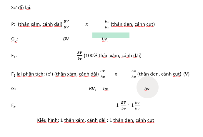 sơ đồ lai liên kết gen - liên kết gen và hoán vị gen
