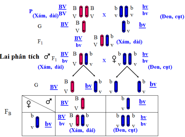 cơ sở tế bào học của di truyền liên kết - liên kết gen và hoán vị gen