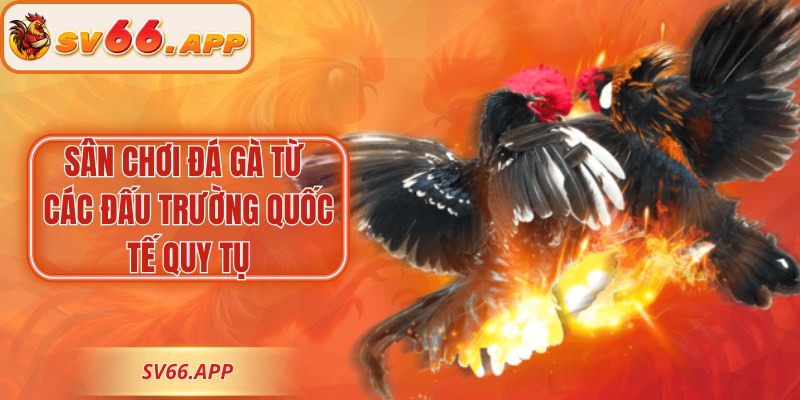 Sân chơi đá gà từ các đấu trường quốc tế quy tụ