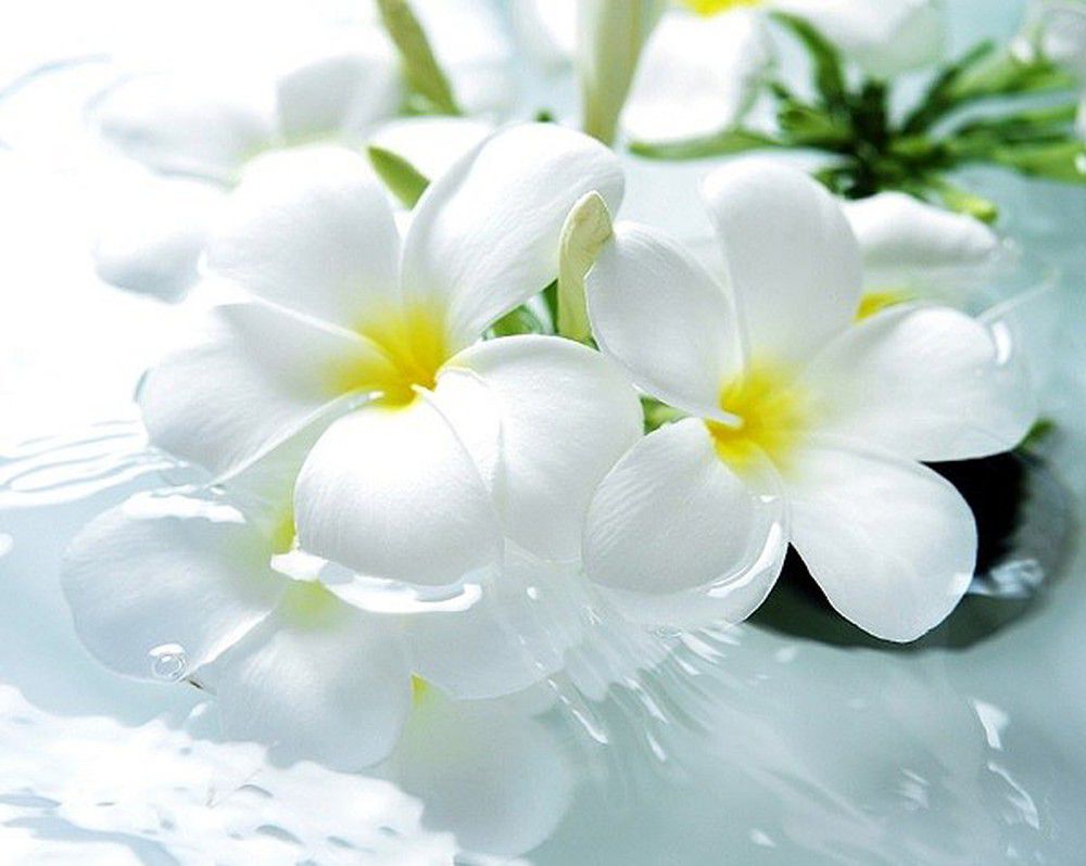 hoa màu trắng 5