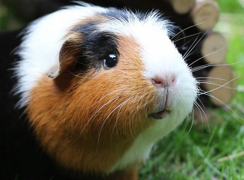 Phòng khám cho hamster tận tâm tại TP HCM