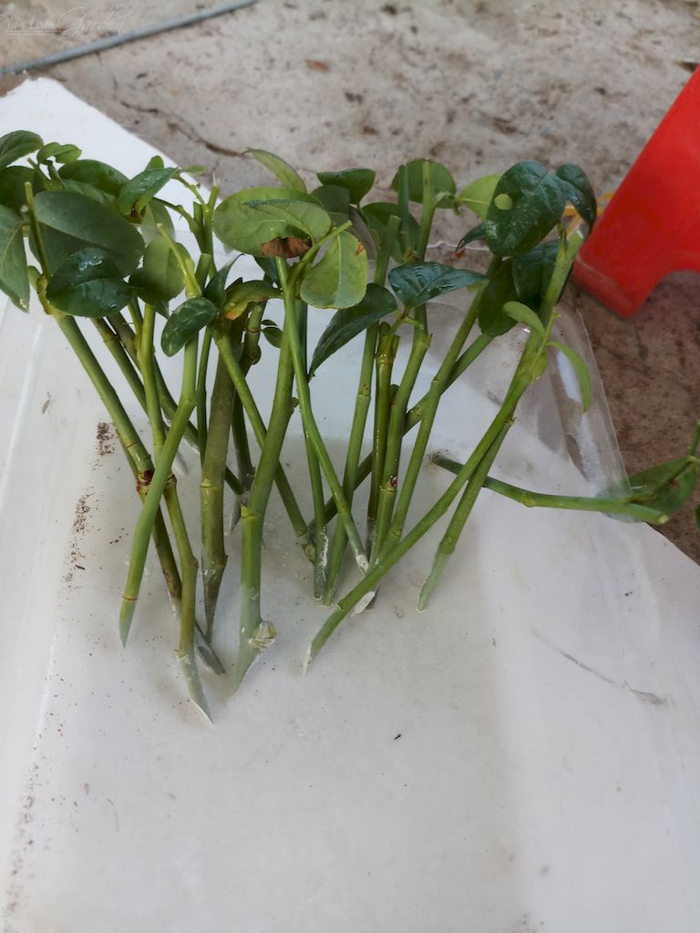 Kich-ra-re-giam-canh-hong-Homoril-Israel 20