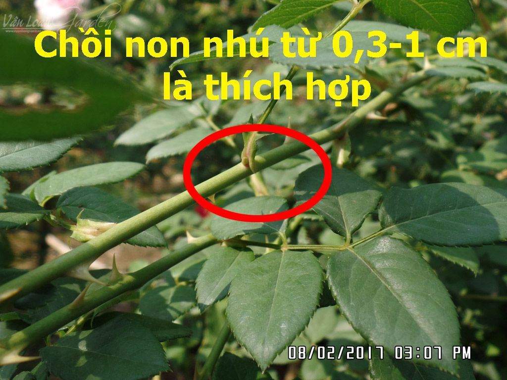 Kich-ra-re-giam-canh-hong-Homoril-Israel 3