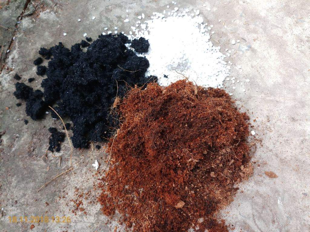 Kich-ra-re-giam-canh-hong-Homoril-Israel 12