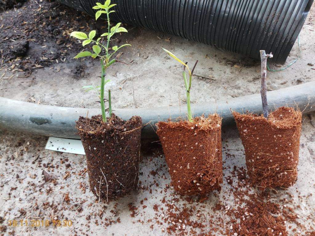 Kich-ra-re-giam-canh-hong-Homoril-Israel 11