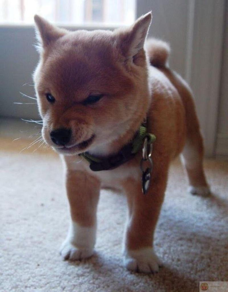 Gọi là bình tĩnh chứ trong đầu như chiến tranh