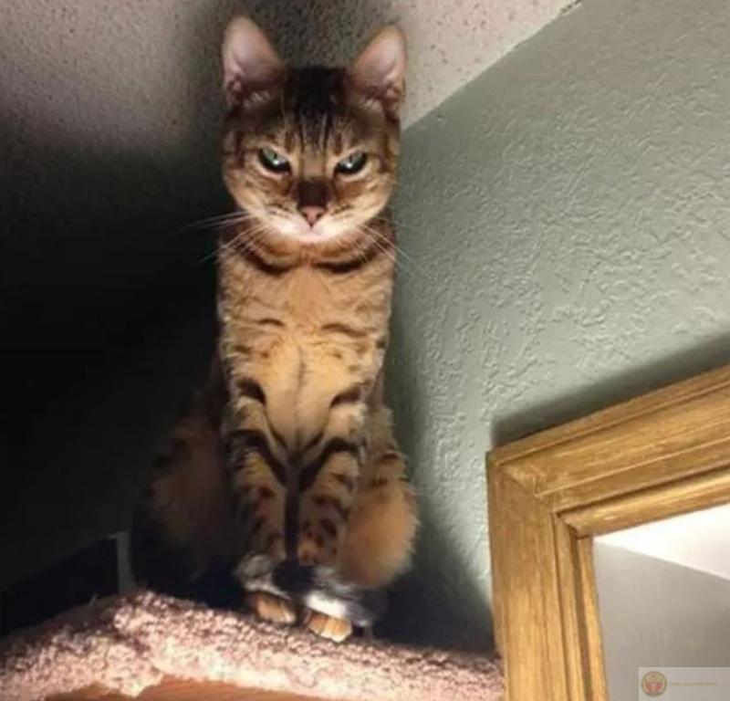 Nội tâm như núi lửa, ngoài mặt vẫn lịch sự