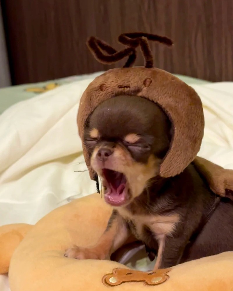 Chihuahua meme 4