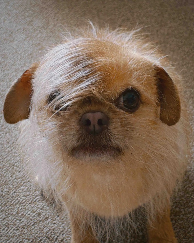 Chihuahua meme 15