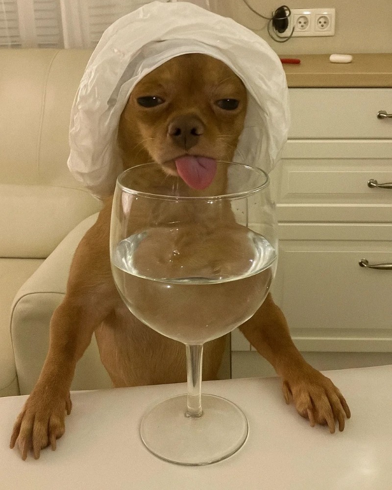 Chihuahua meme 27