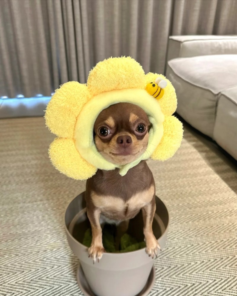 Chihuahua meme 5