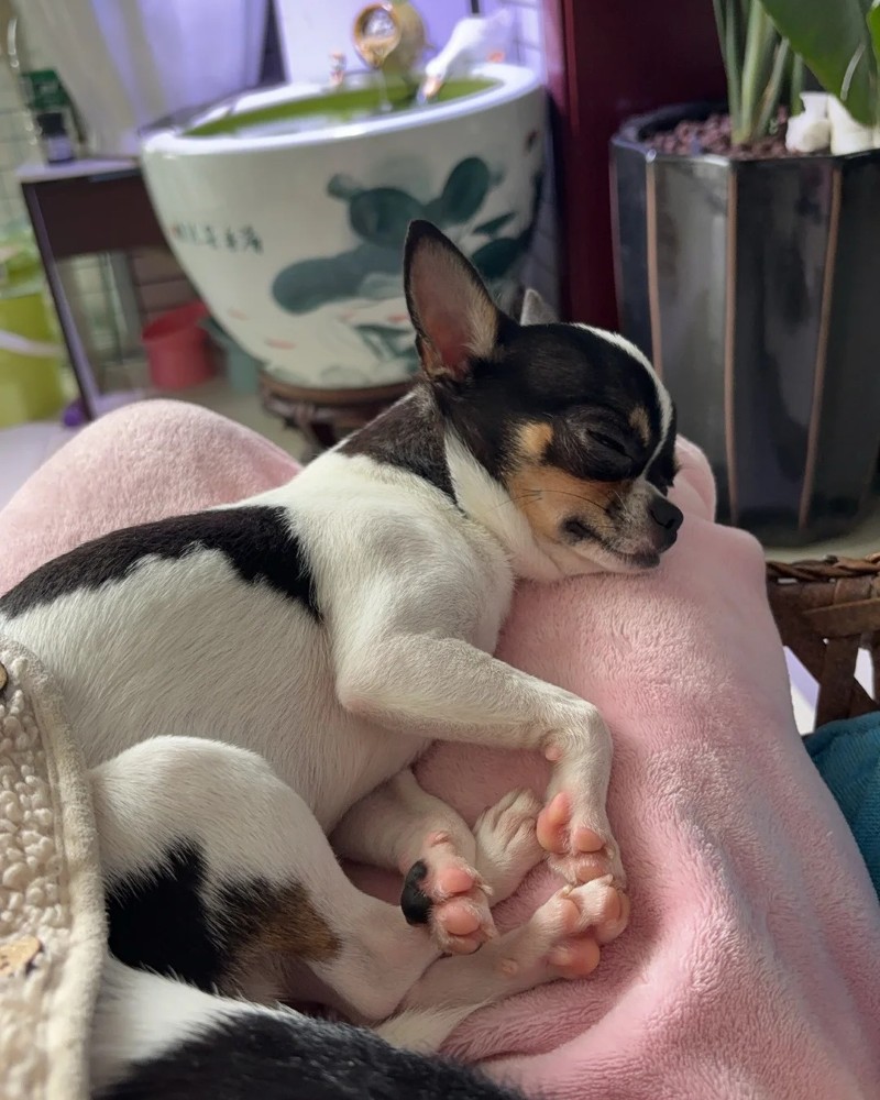Chihuahua meme 18
