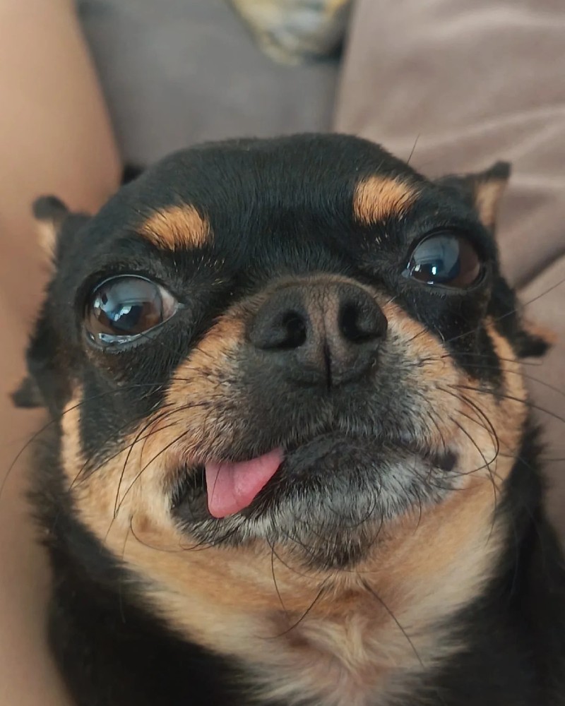 Chihuahua meme 30