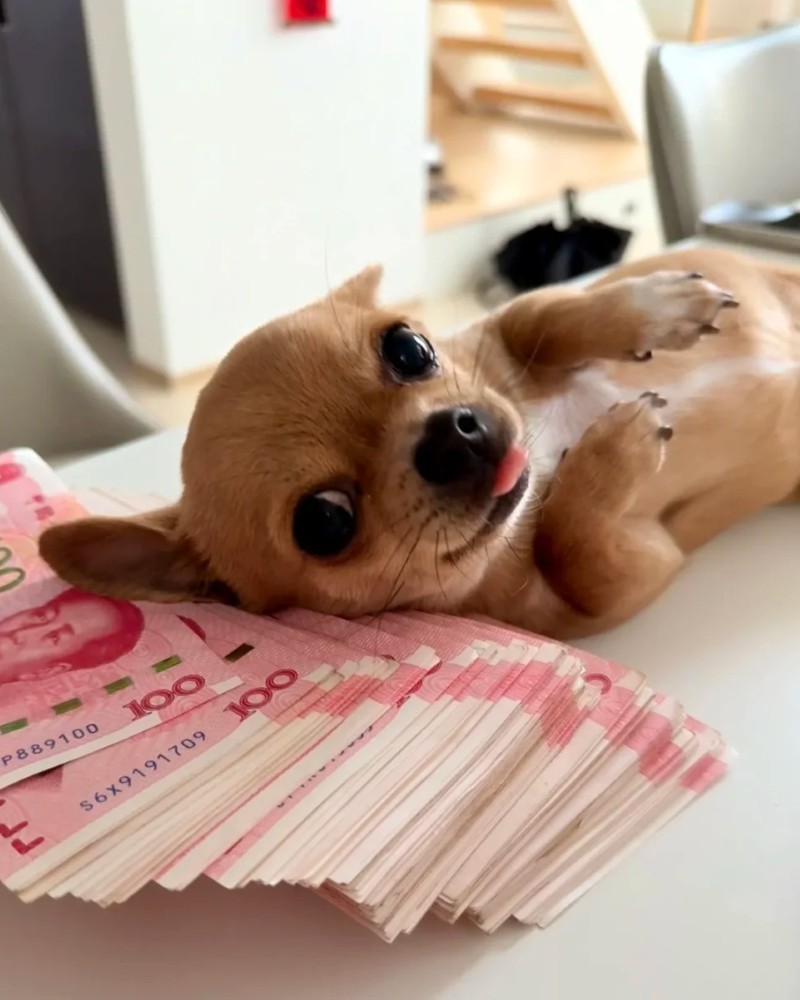 Chihuahua meme 6