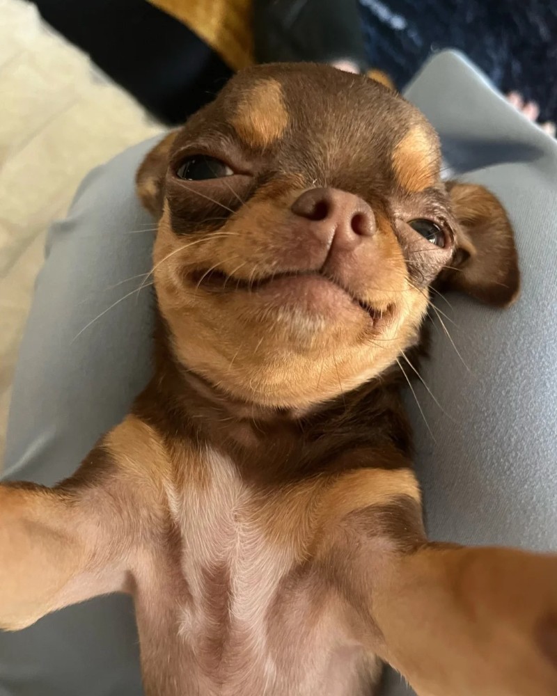 Chihuahua meme 12