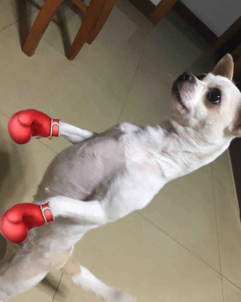 Chihuahua meme 33