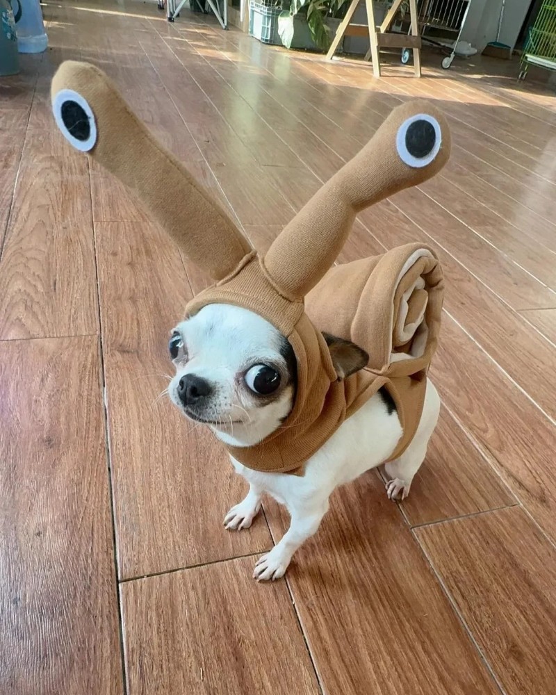 Chihuahua meme 7
