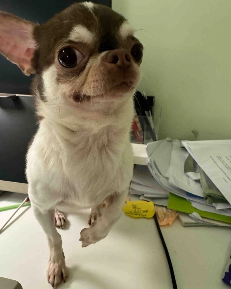 Chihuahua meme 19