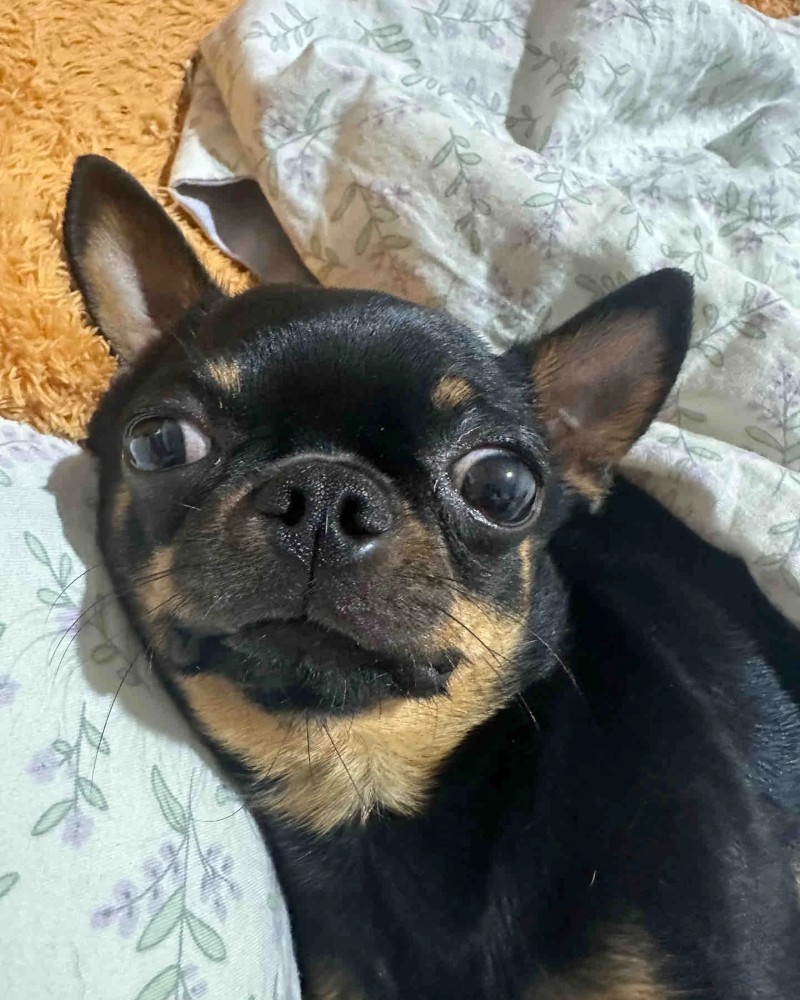 Chihuahua meme 24