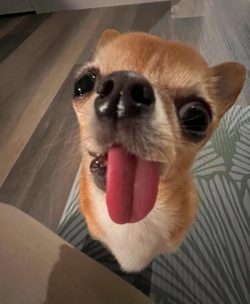 Chihuahua meme 8