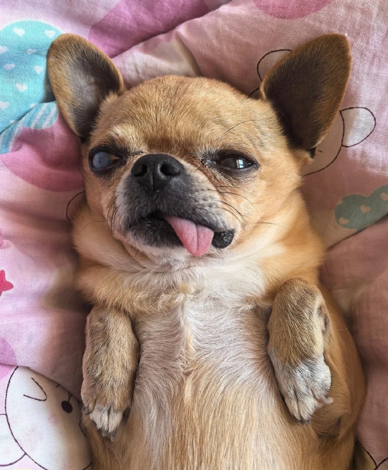 Chihuahua meme 16