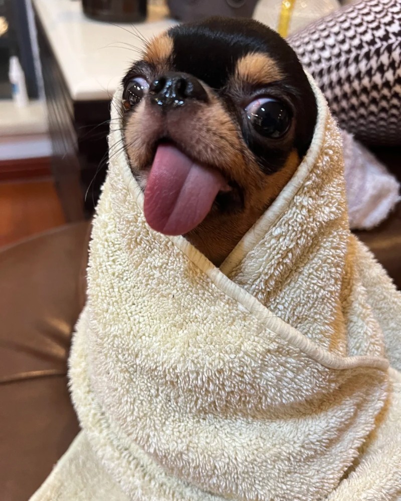 Chihuahua meme 35