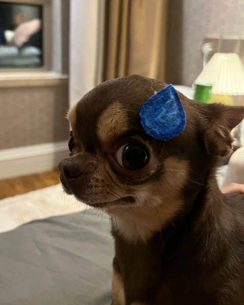 Chihuahua meme 11