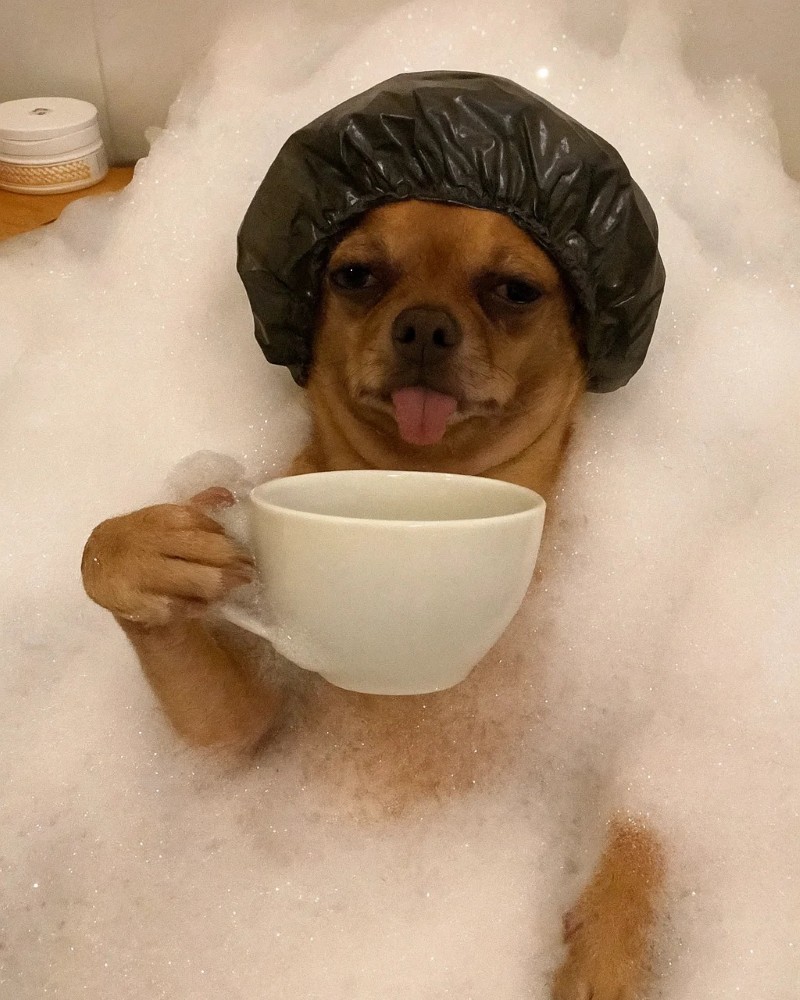 Chihuahua meme 26