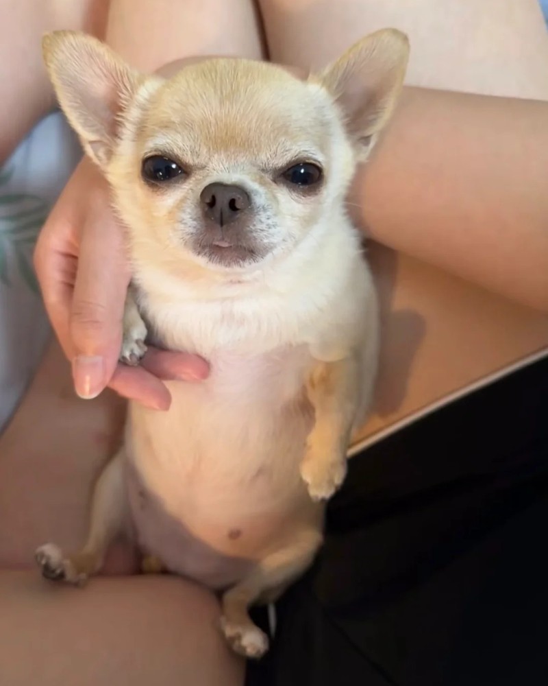 Chihuahua meme 13