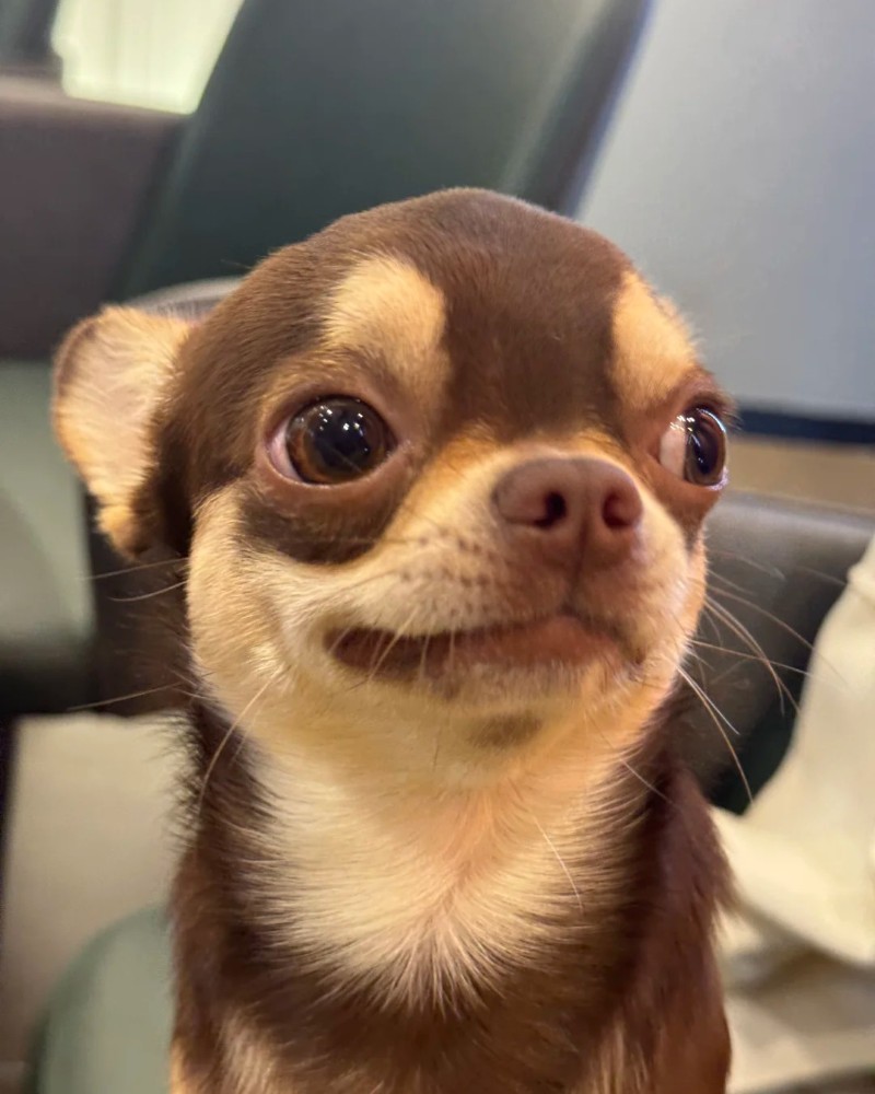 Chihuahua meme 31