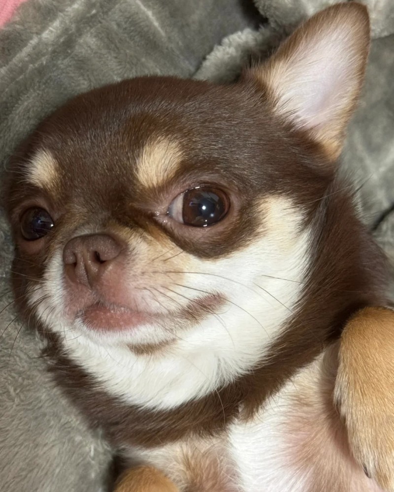 Chihuahua meme 14