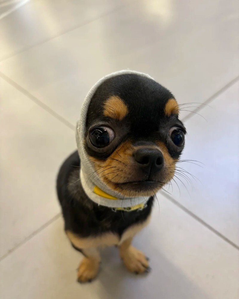 Chihuahua meme 28