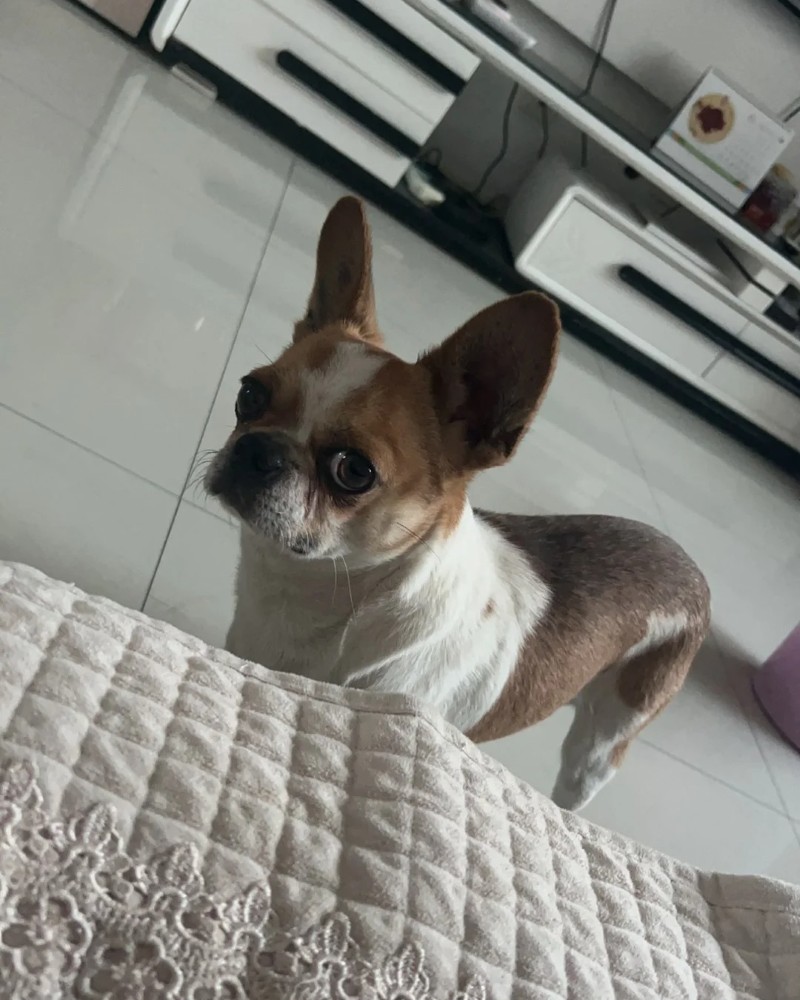 Chihuahua meme 17