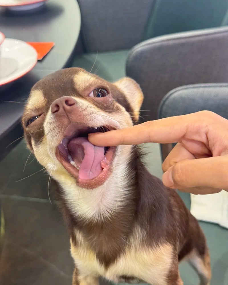 Chihuahua meme 32