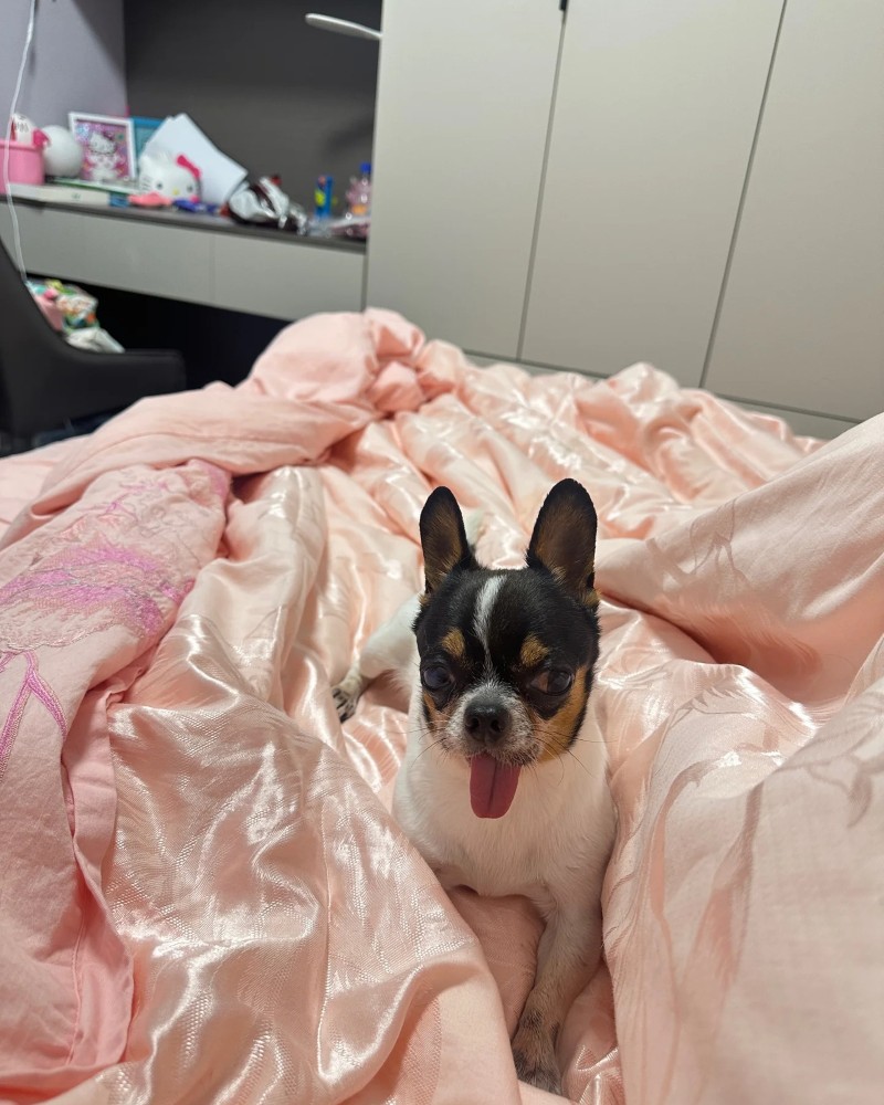 Chihuahua meme 23