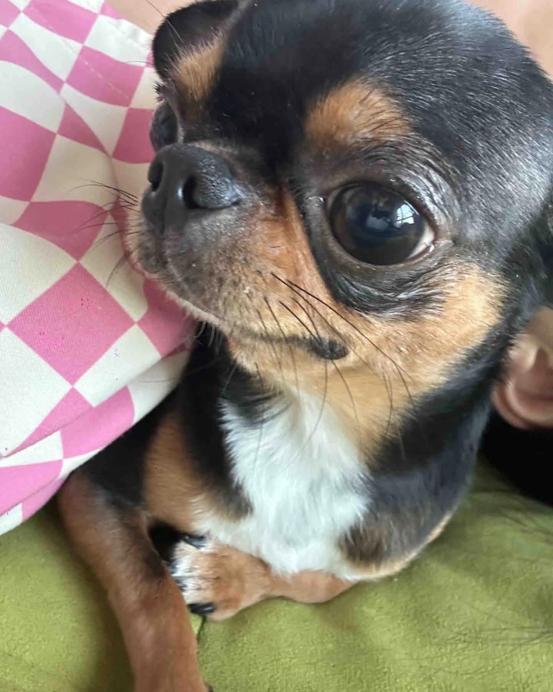Chihuahua meme 29