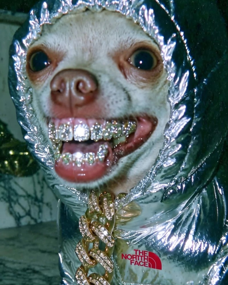 Chihuahua meme 34